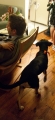 party dog